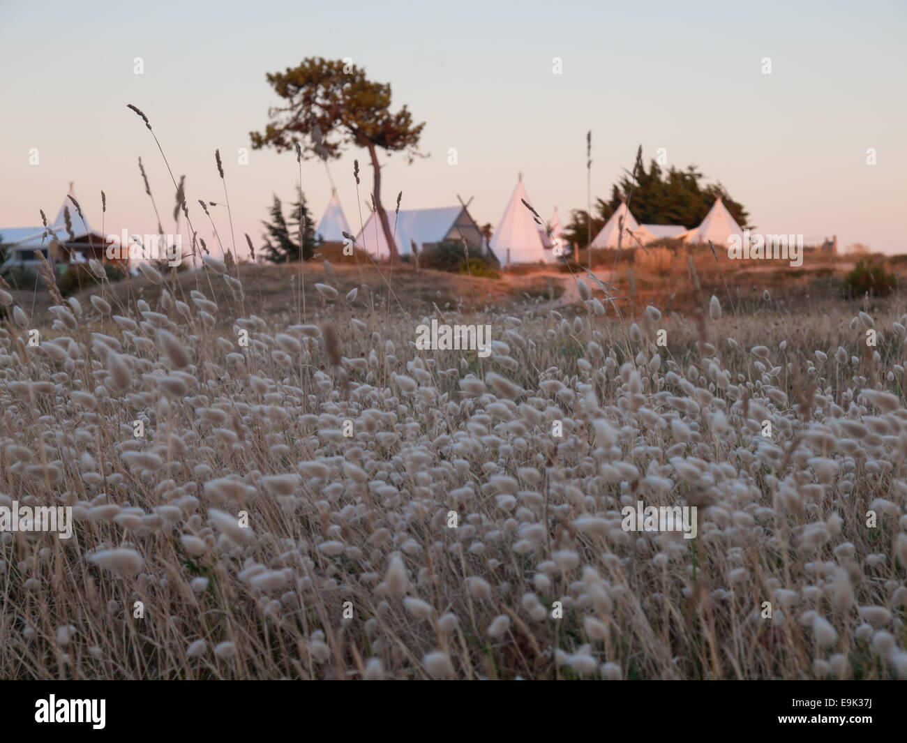 luxury campsite in coastal dunes viewed through field of rabbit tail grass in evening light Stock Photo