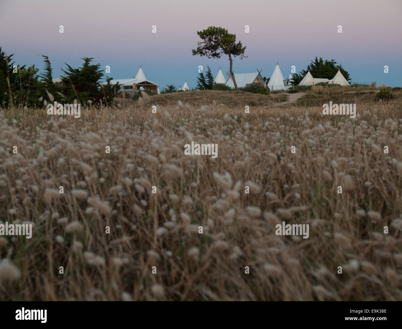 luxury campsite in coastal dunes viewed through field of rabbit tail grass at dusk Stock Photo