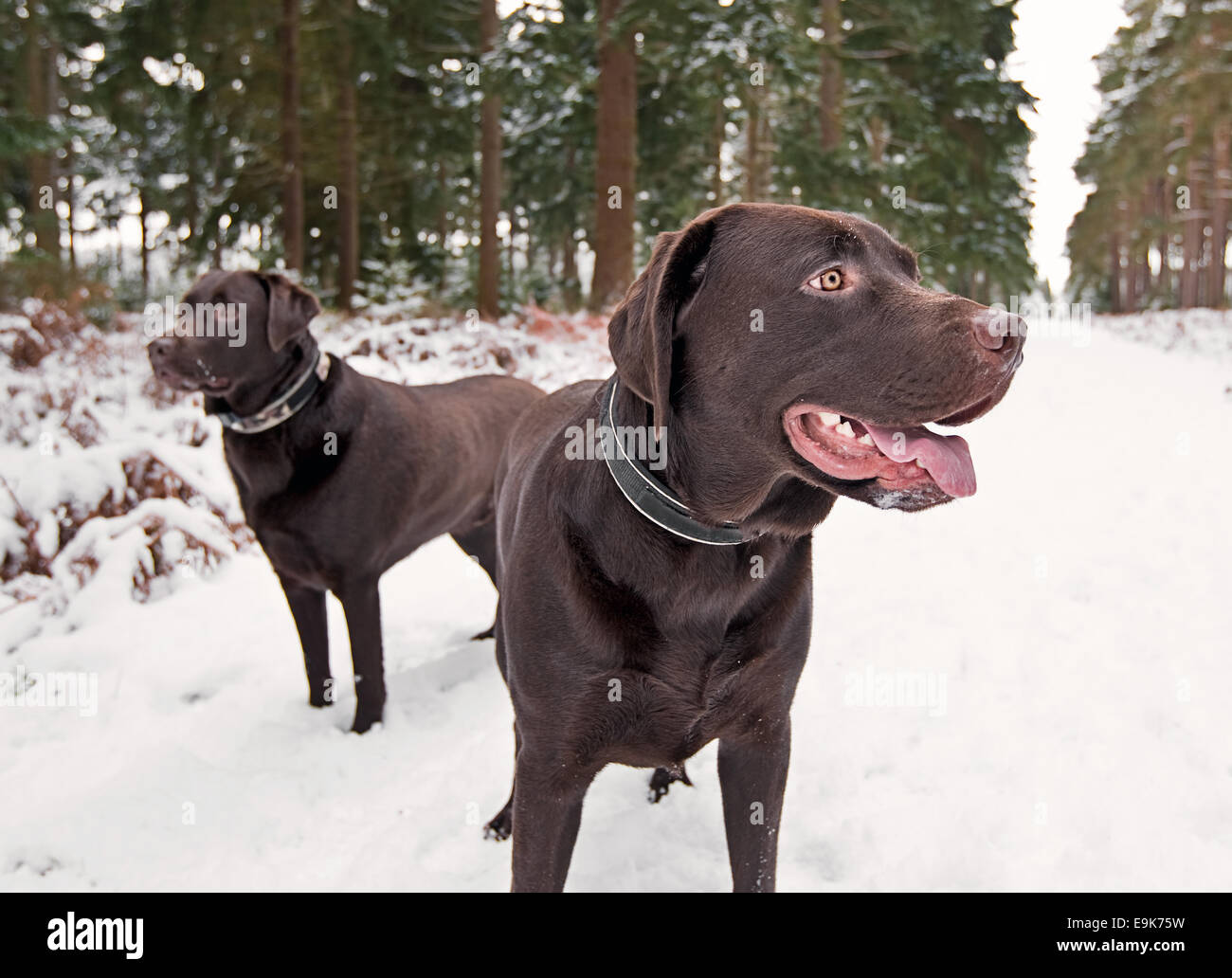Two Chocolate Labradors in snow Stock Photo