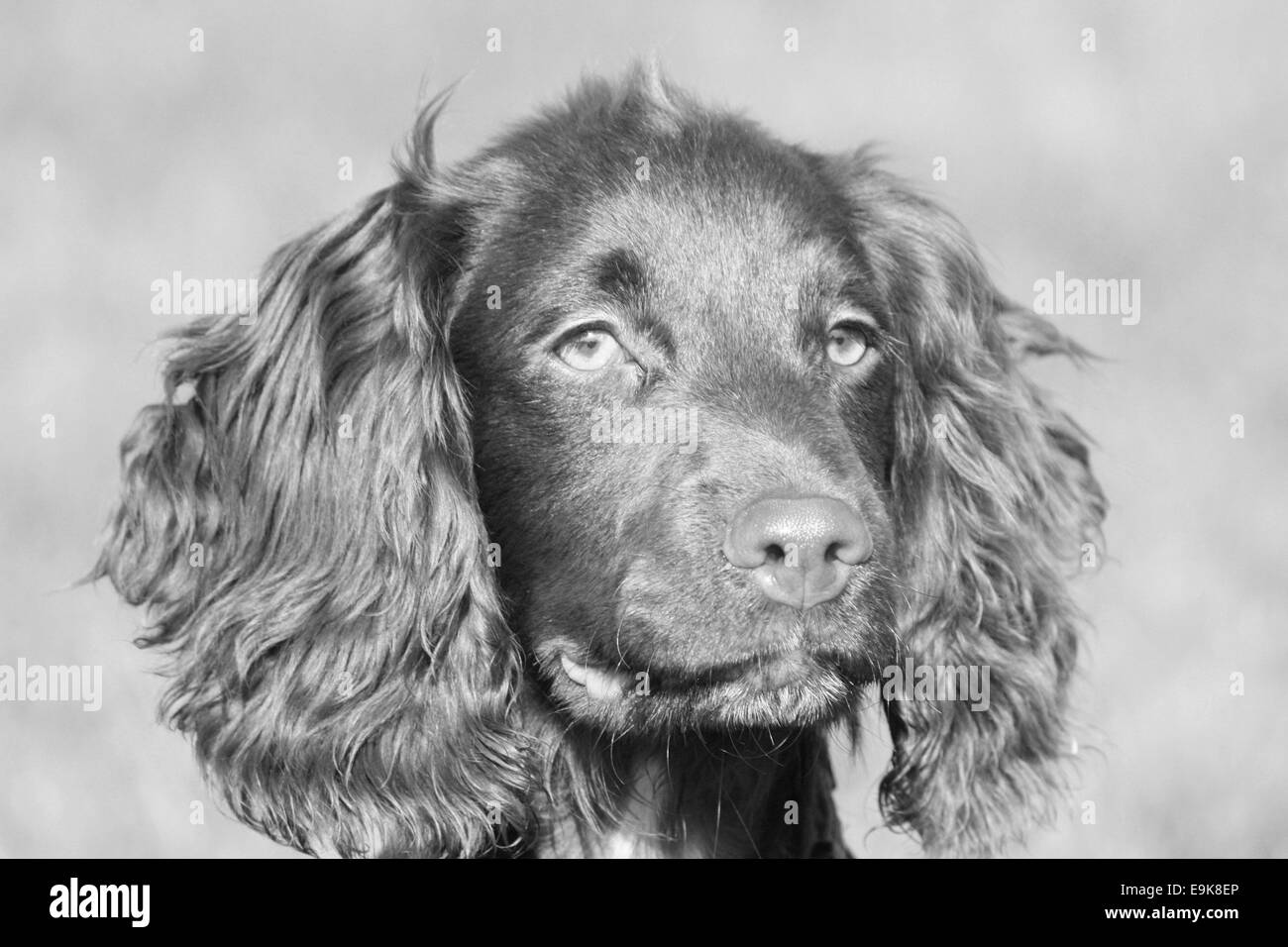 very cute young small chocolate liver working type cocker spaniel Stock Photo