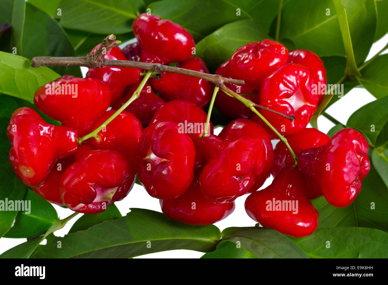 Bright red rose apples attached on the branch with the background of ...