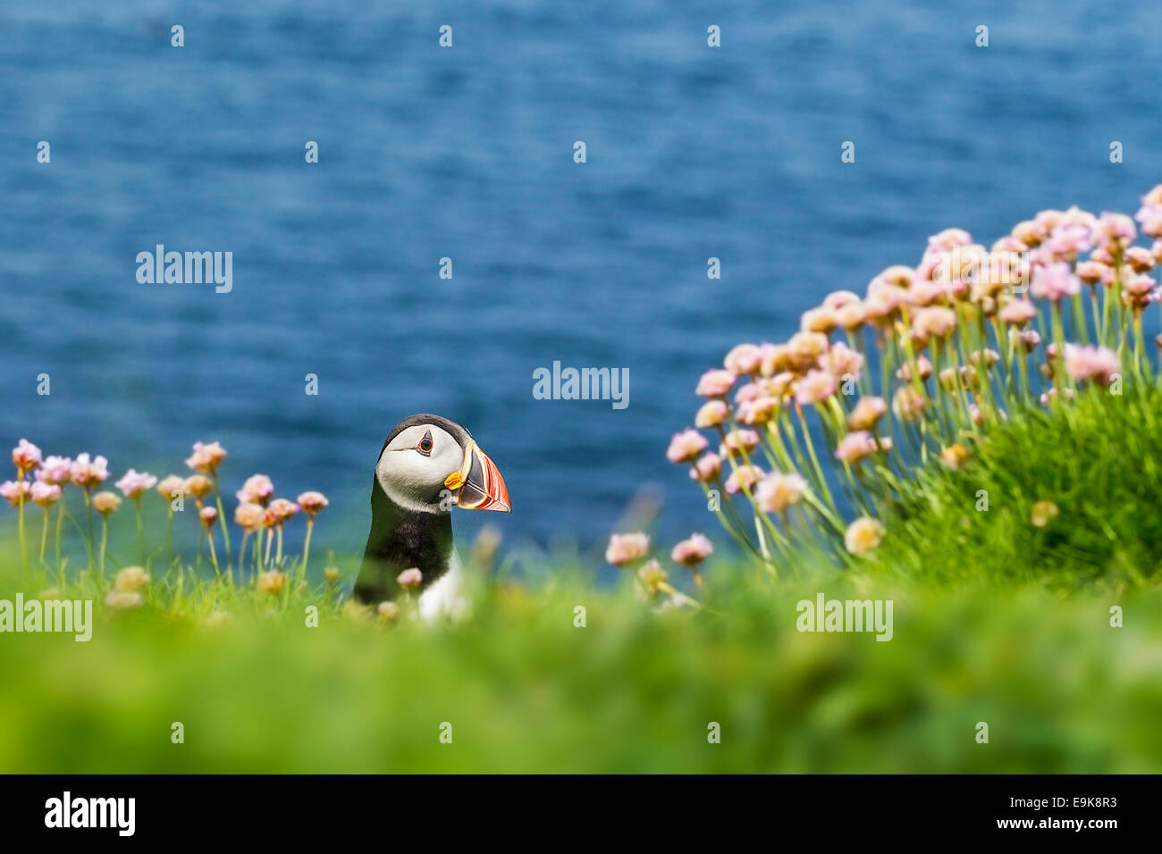 Atlantic puffin (Fratercula arctica) and thrift Stock Photo