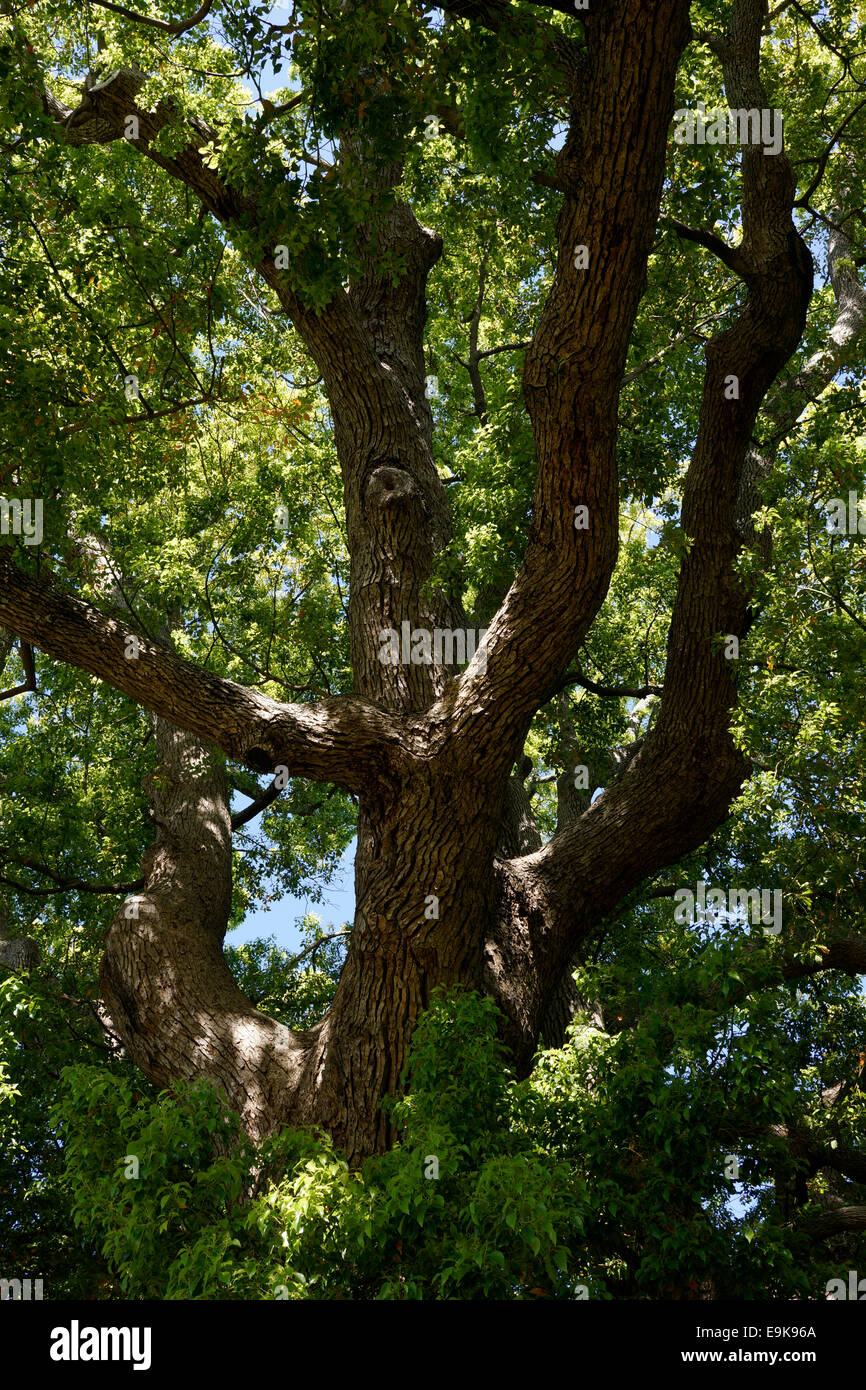 Cinnamomum camphora (commonly known as camphor tree, camphorwood or camphor laurel) tree. Stock Photo