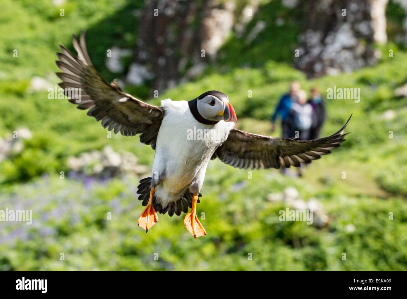 Atlantic puffin (Fratercula arctica) lands on a cliff top as a group of tourists approaches in the distance Stock Photo