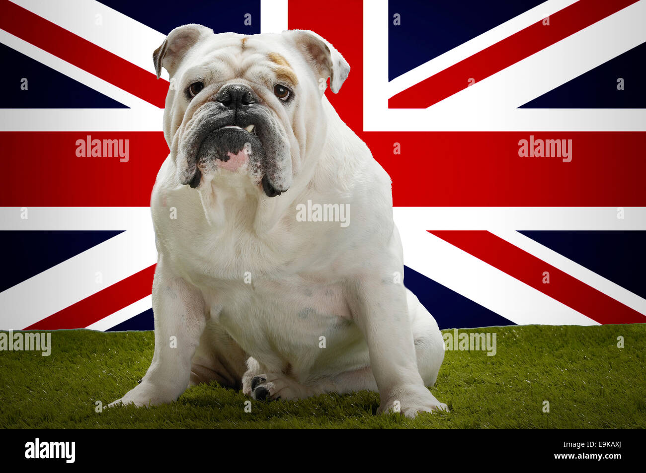 British bulldog with union jack| hi-res stock photography and images - Alamy