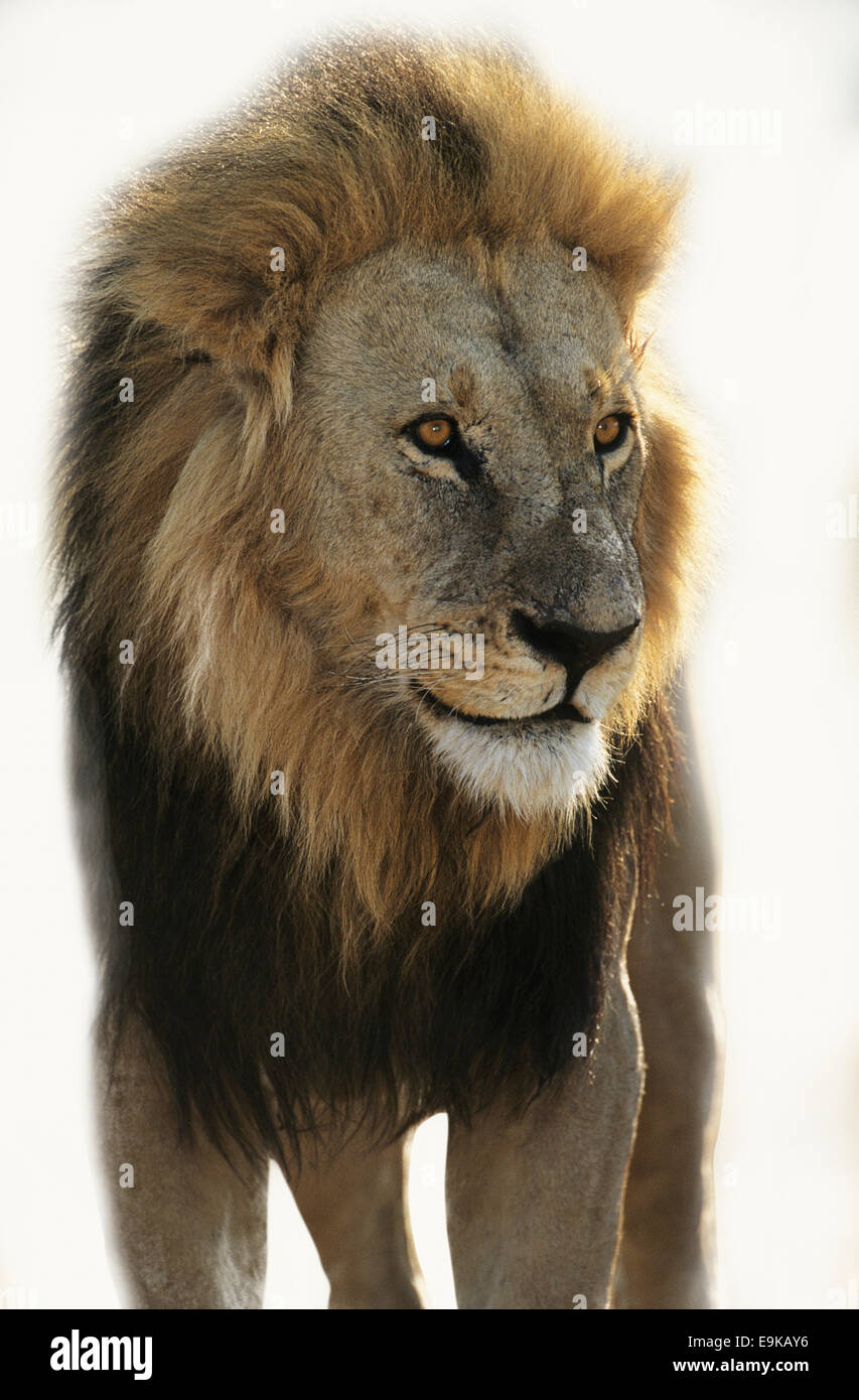 Lion looking away hires stock photography and images Alamy