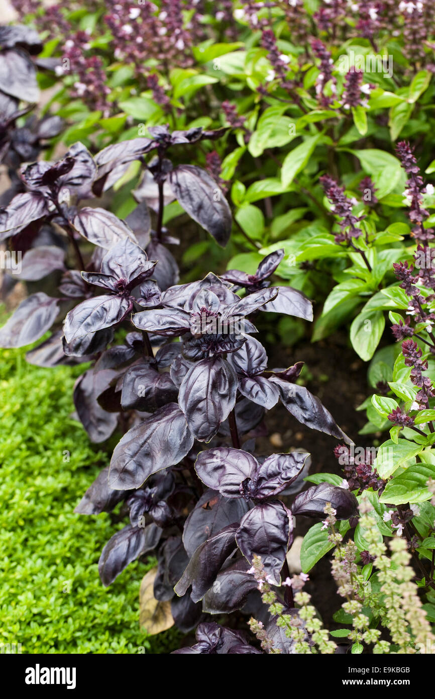 Basil in the herb garden Stock Photo Alamy