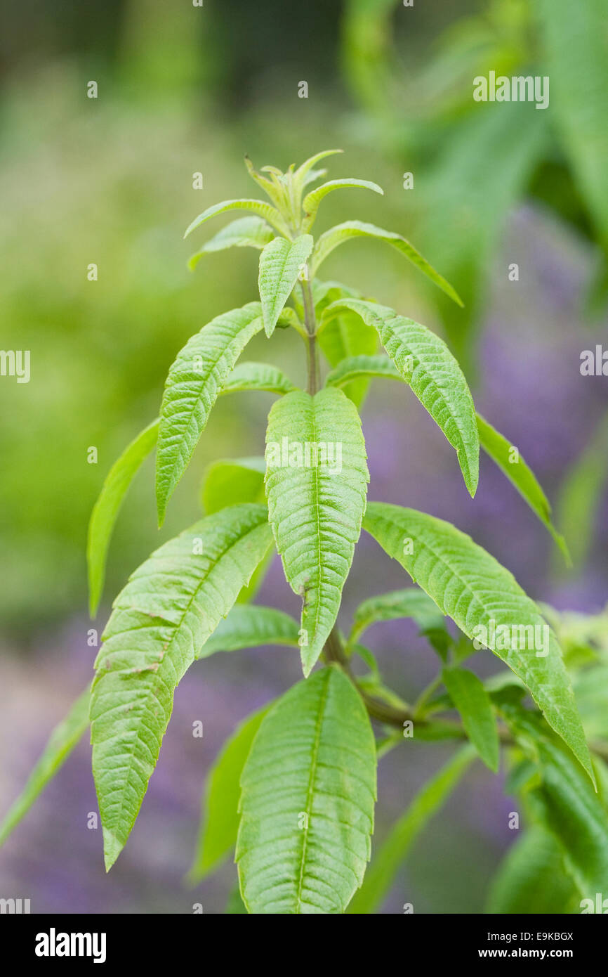 Lemon verbena herb essential oil and text label. Aromatic and therapeutic  plant. Aloysia citrodora herbal tea and aromatherapy, homeopathy use Stock  Photo - Alamy