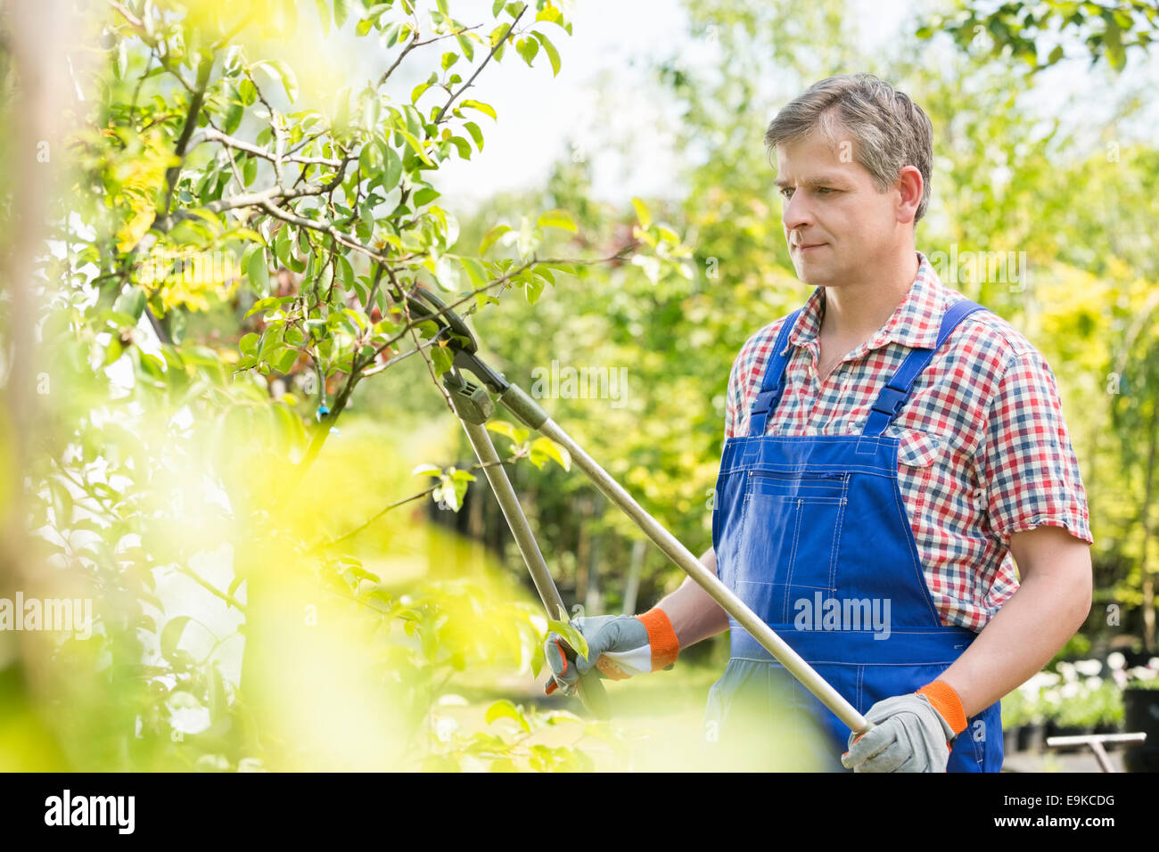Gardener trimming tree branches at plant nursery Stock Photo