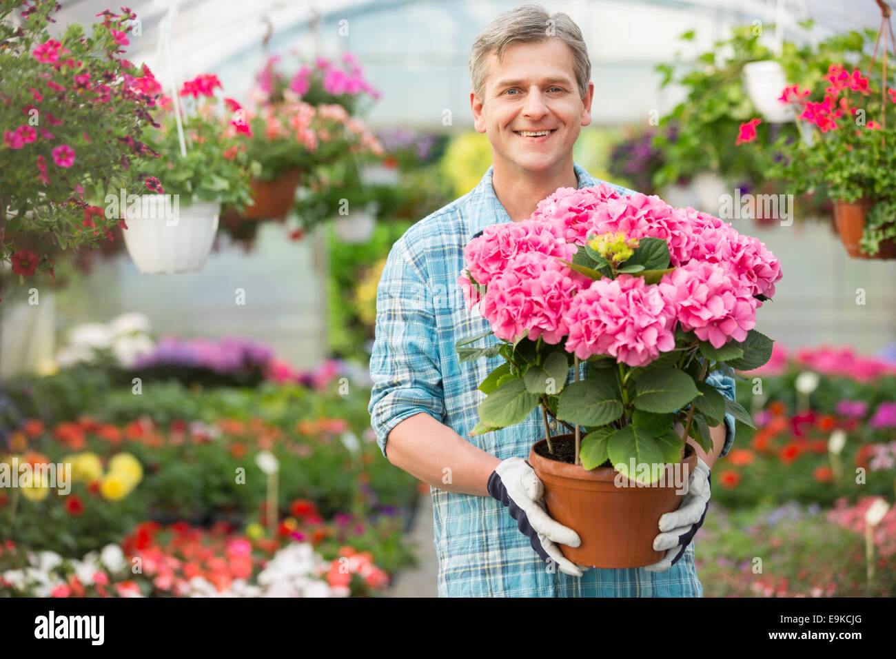 Portrait of happy gardener holding flower pot in greenhouse Stock Photo