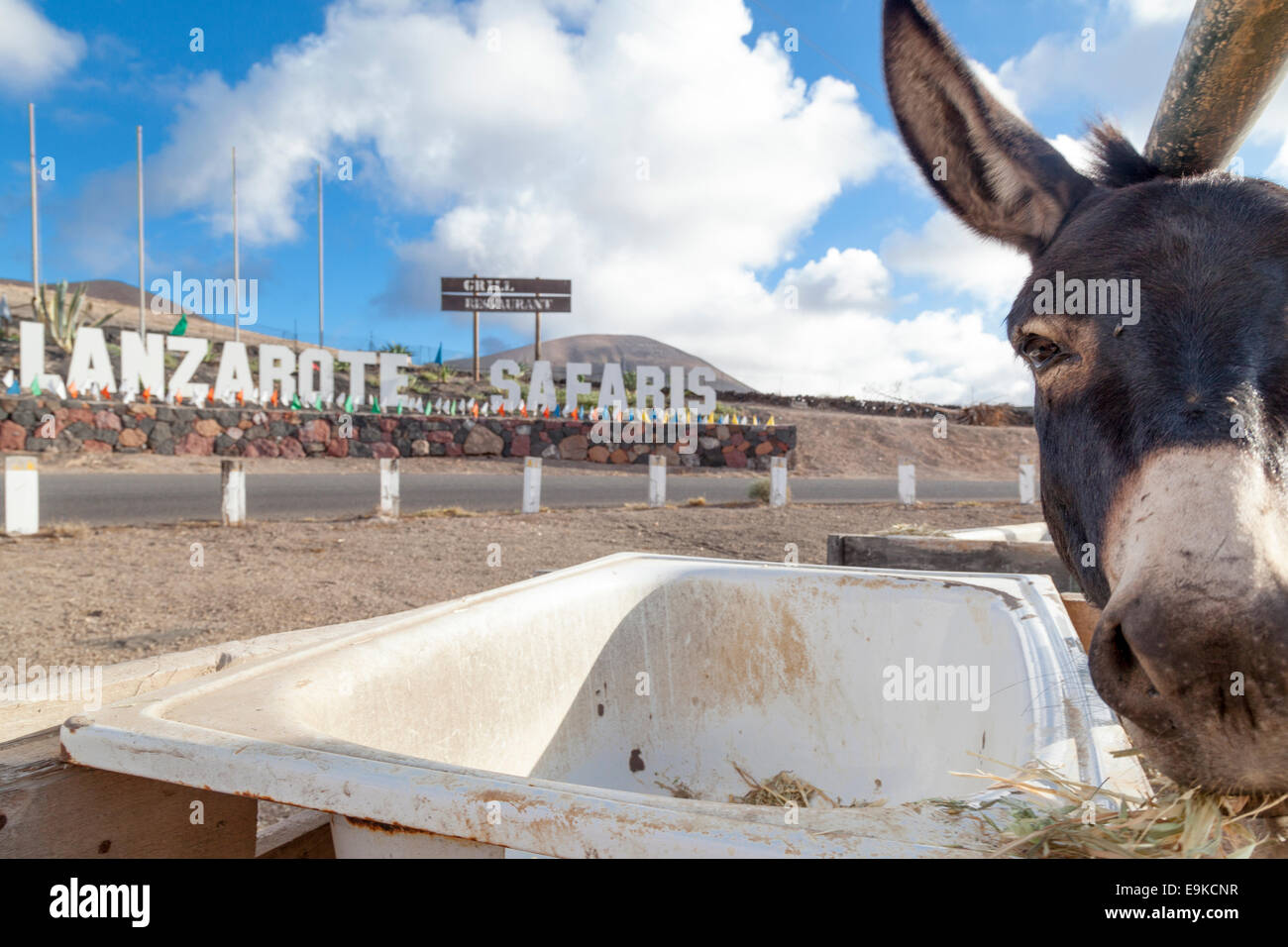 Donkey at Lanzarote Safaris Stock Photo
