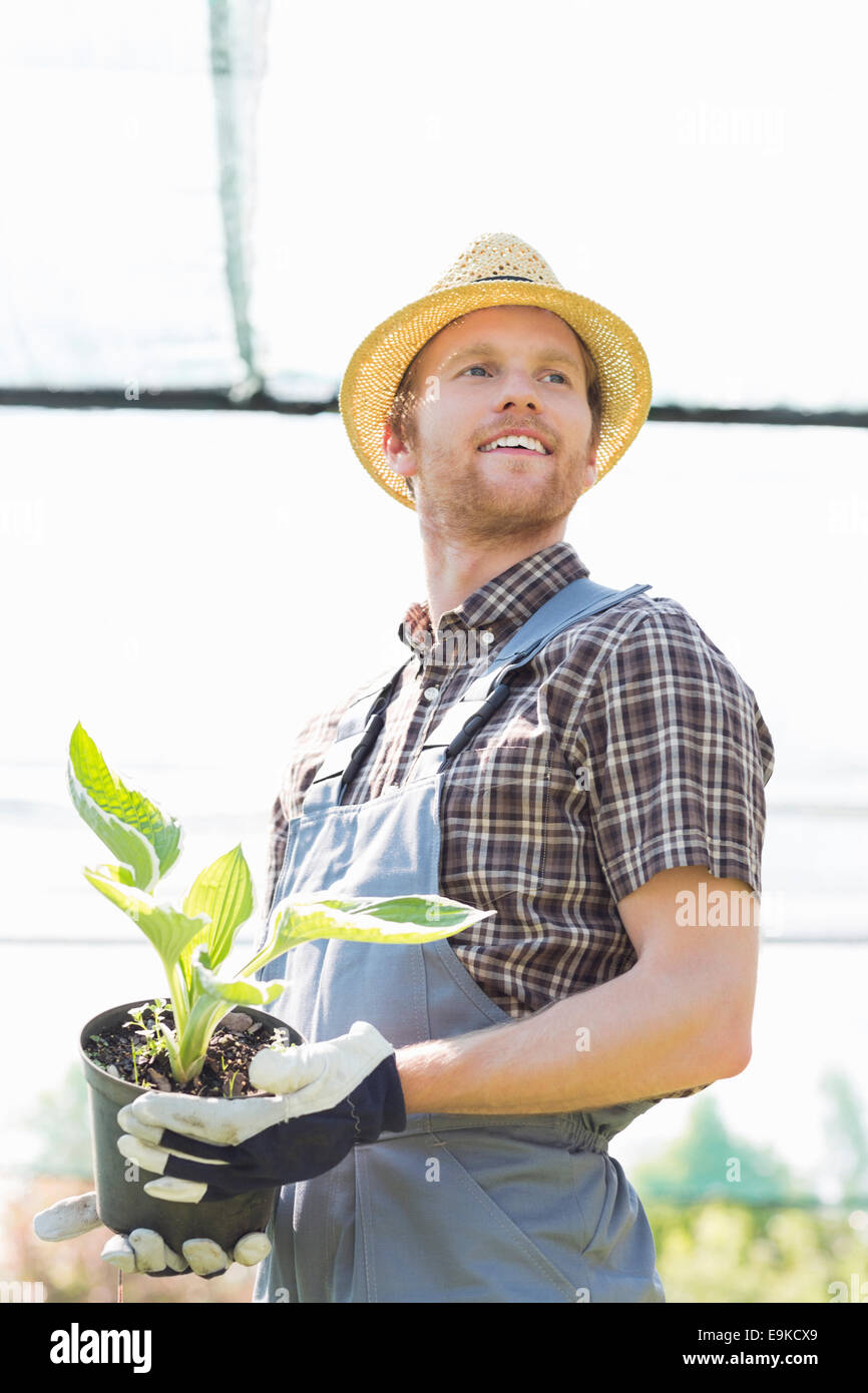 Male gardener looking away while holding potted plant at greenhouse Stock Photo