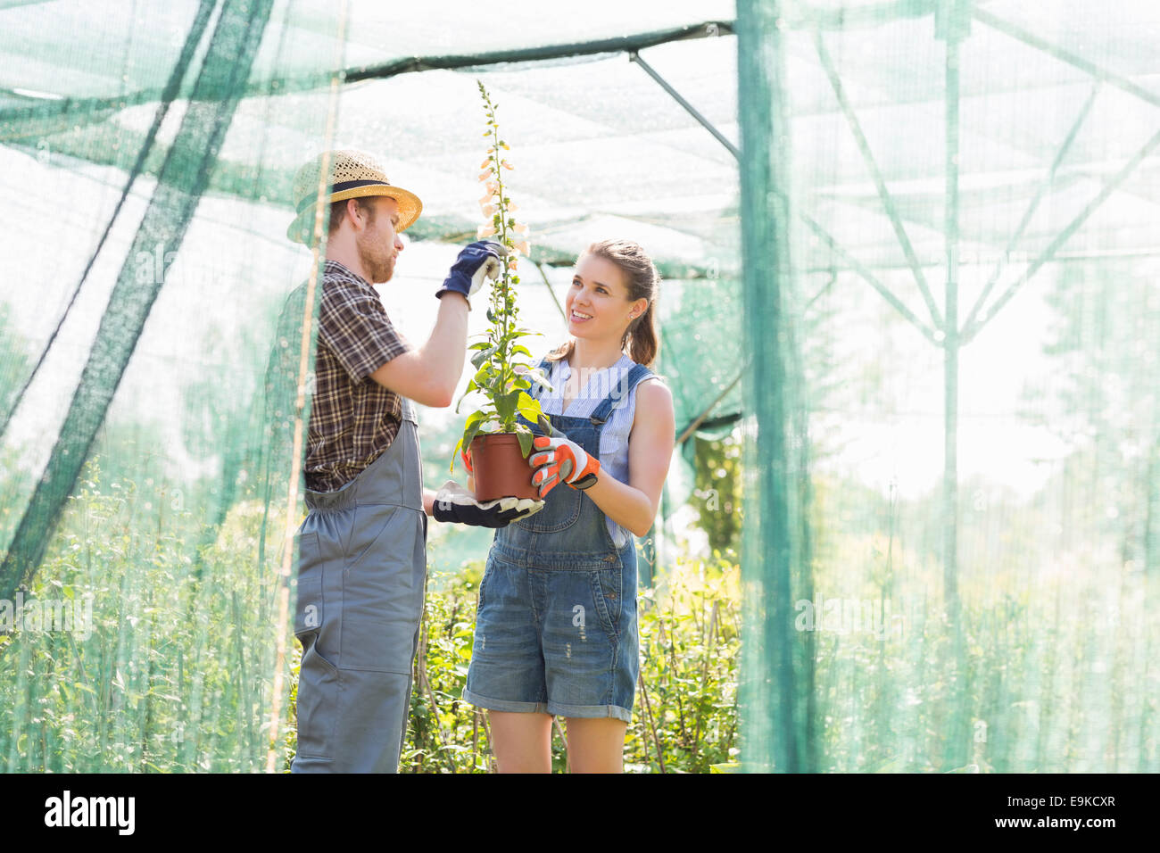 Gardeners discussing over potted plant at greenhouse Stock Photo