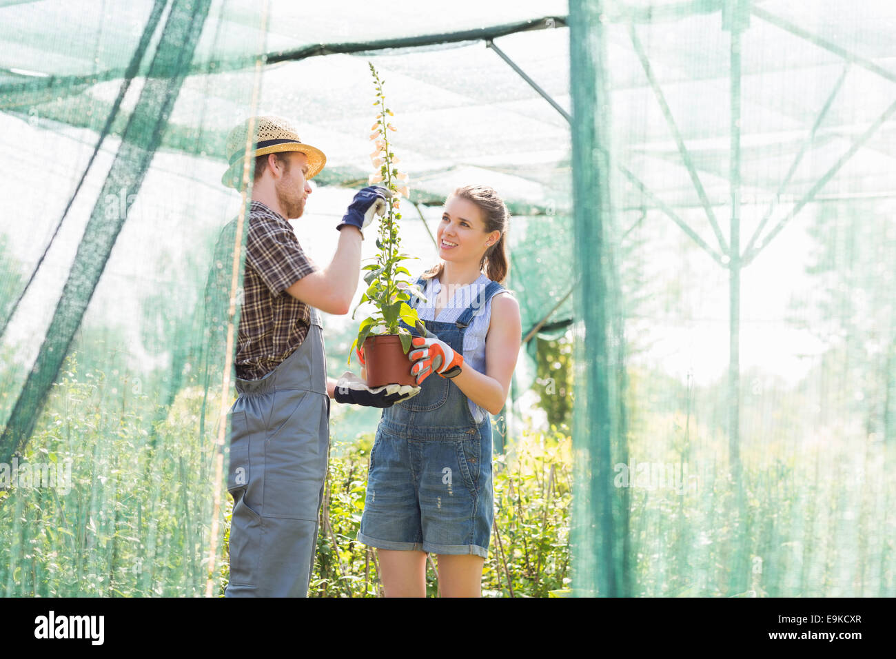 Gardeners discussing over potted plant at greenhouse Stock Photo - Alamy