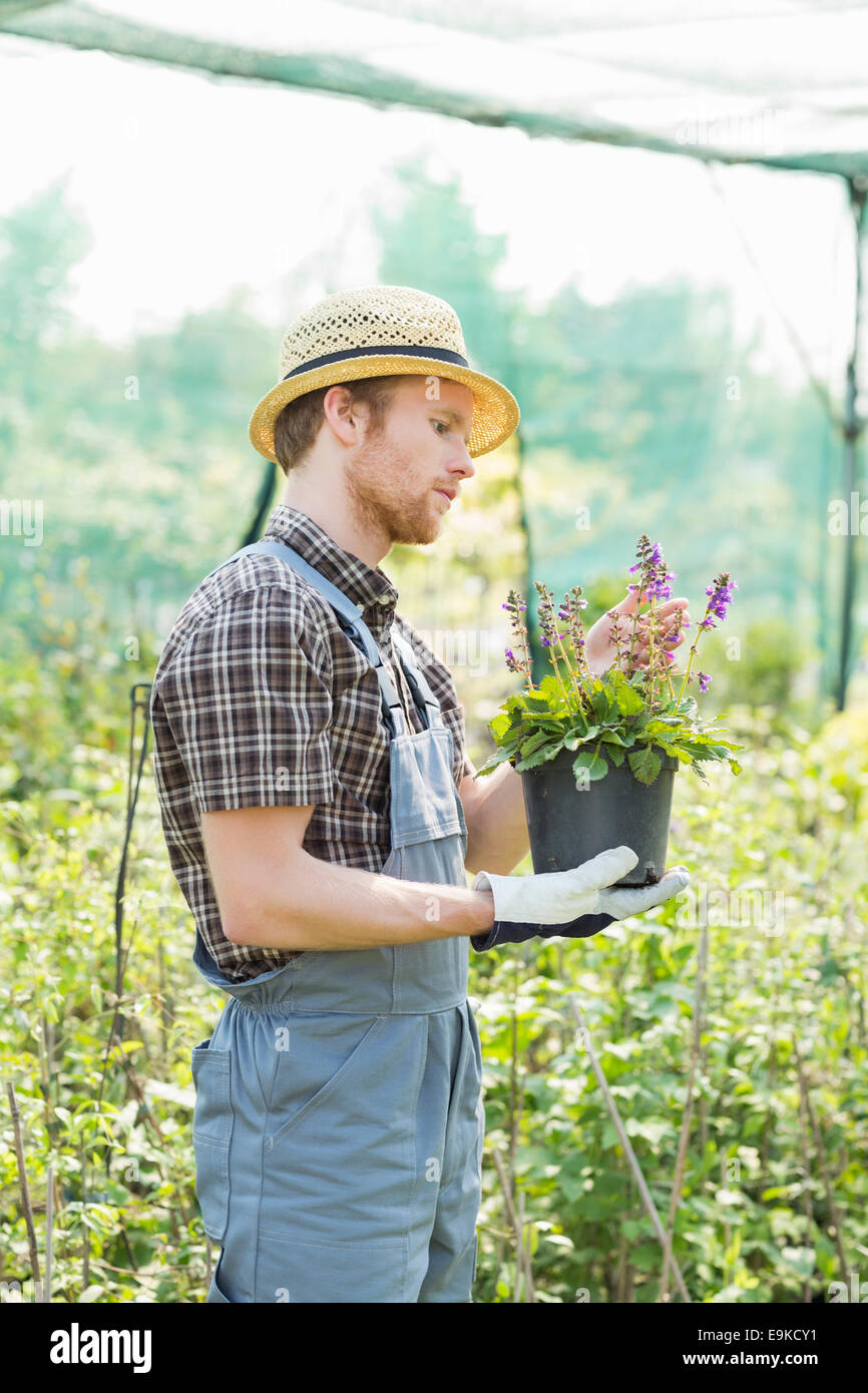 Gardener examining flower pot at greenhouse Stock Photo