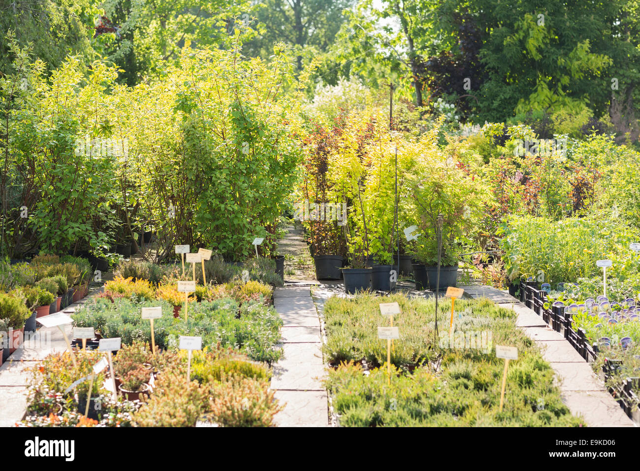 Potted plants at nursery Stock Photo - Alamy