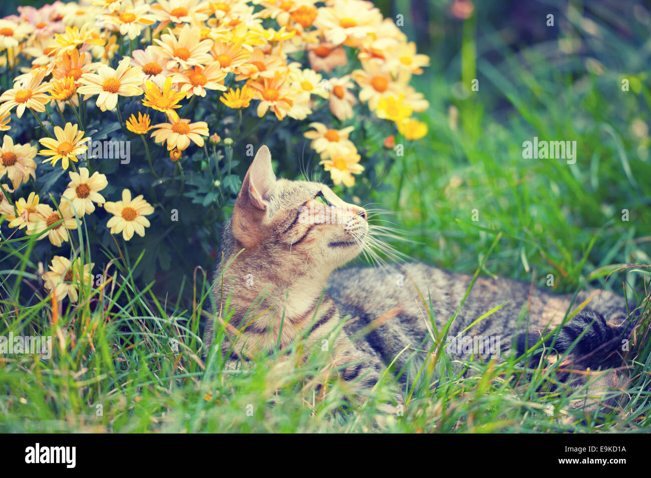 Happy cat lying down grass hi-res stock photography and images - Alamy