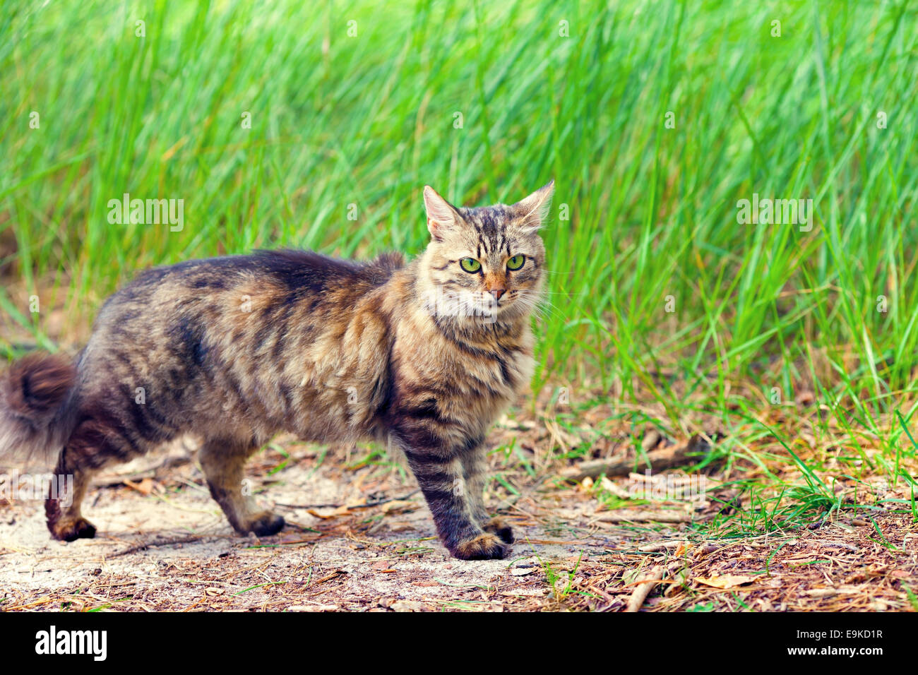 Tabby cat walking back hires stock photography and images Alamy