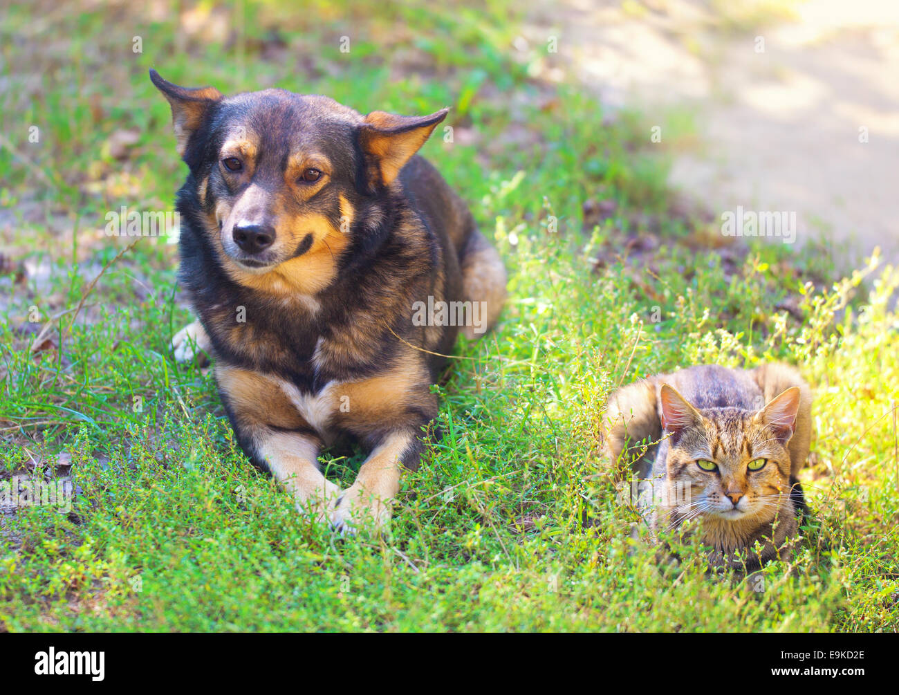 Cat and dog sitting together on the grass Stock Photo Alamy