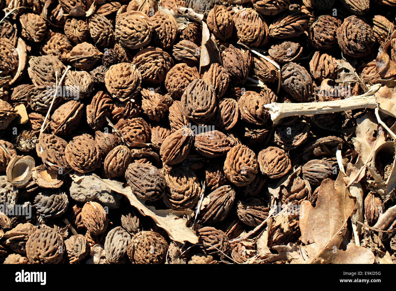 Peach pips used as ground cover Stock Photo - Alamy