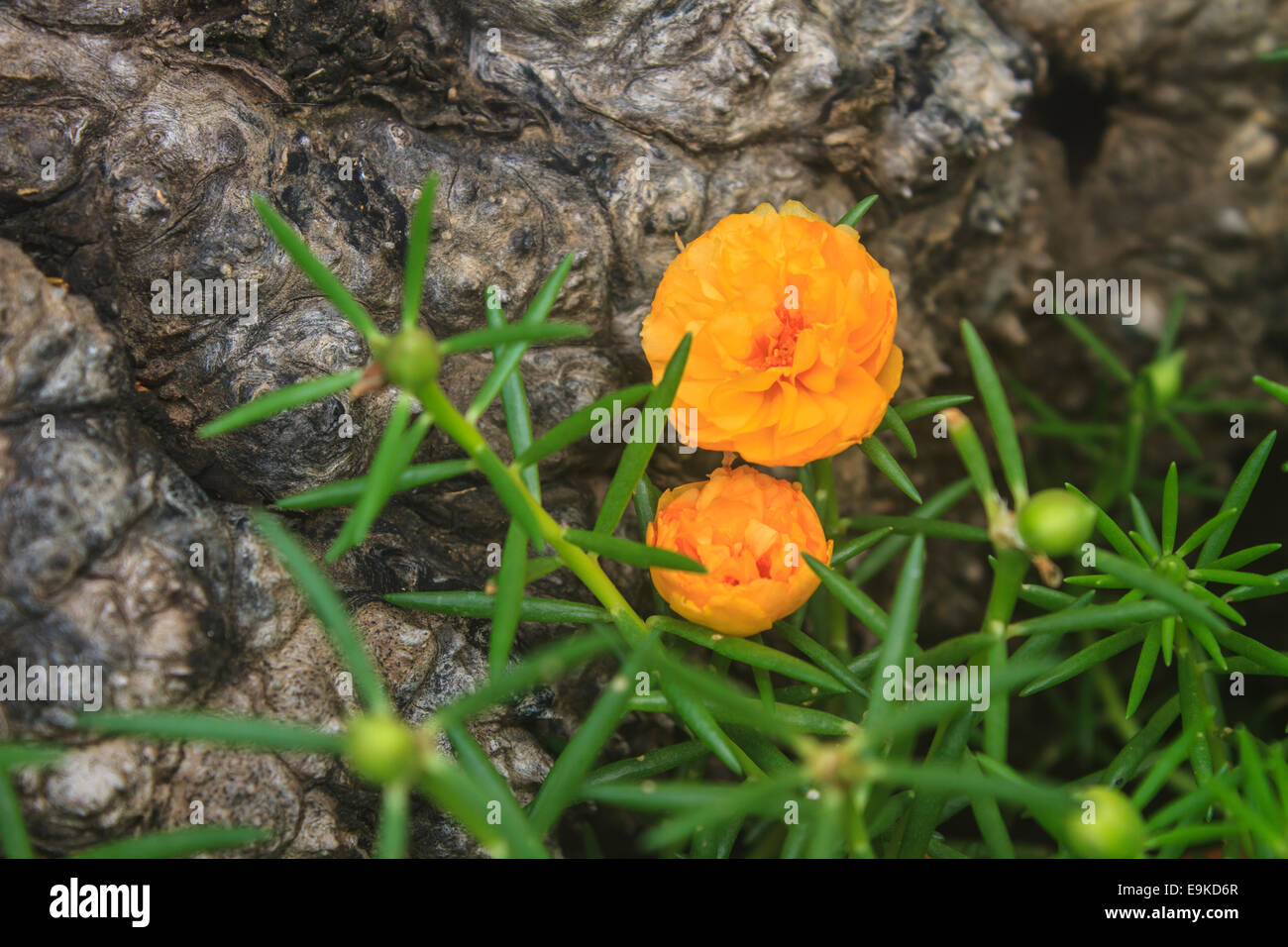 Yellow Portulaca flowers at the garden in morning Stock Photo