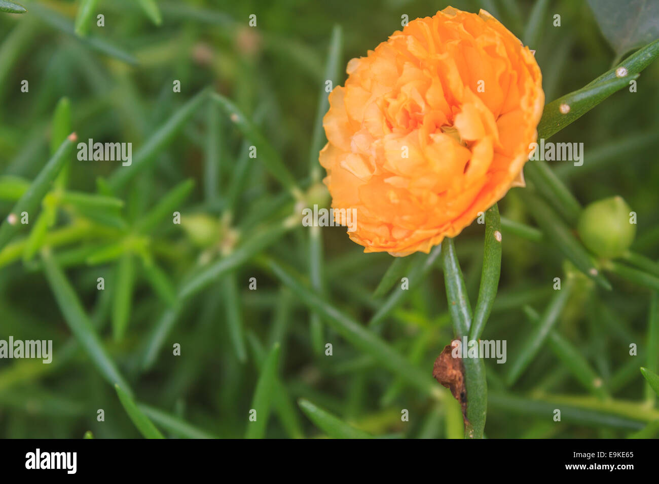 Yellow Portulaca flowers at the garden in morning Stock Photo