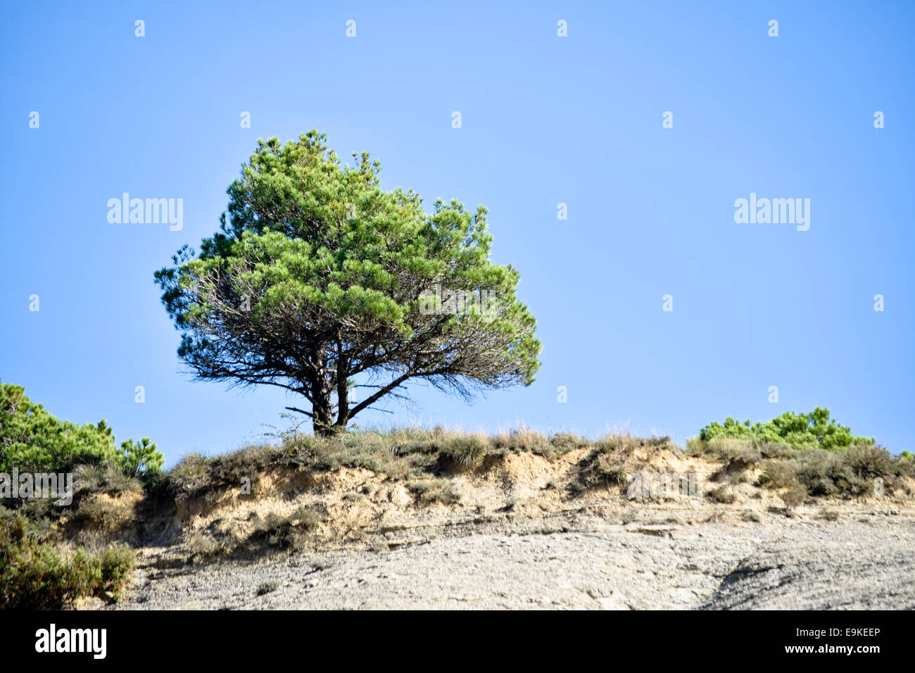 Pine tree over blue sky Stock Photo - Alamy