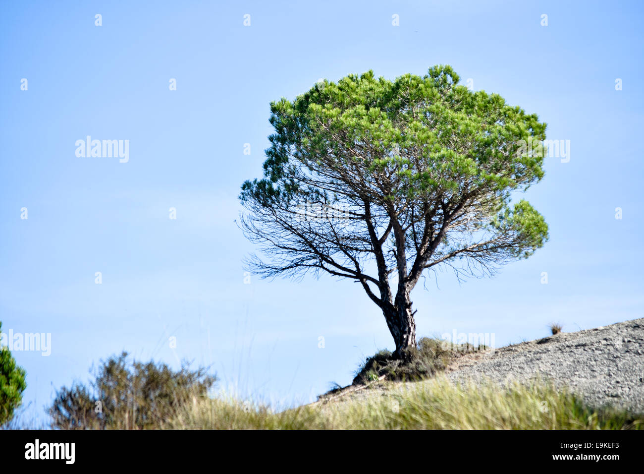 Pine tree over blue sky Stock Photo - Alamy