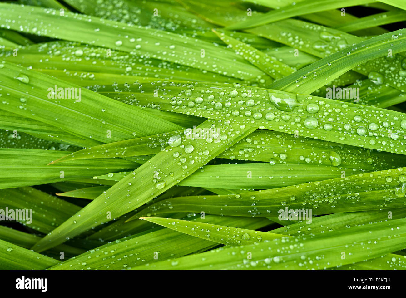 A British summer - raindrops on reeds, closeup (UK) Stock Photo