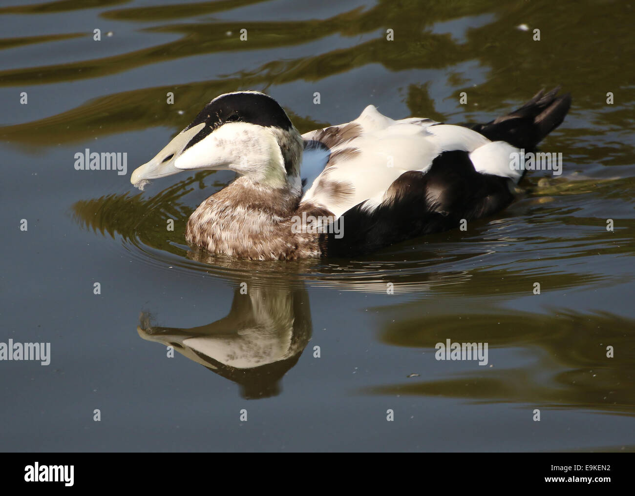 Male Common Eider duck (Somateria mollissima) swimming in a lake Stock Photo