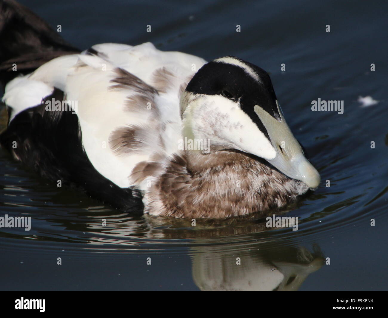 Detailed close-up of a male Common Eider duck (Somateria mollissima) swimming in a lake Stock Photo