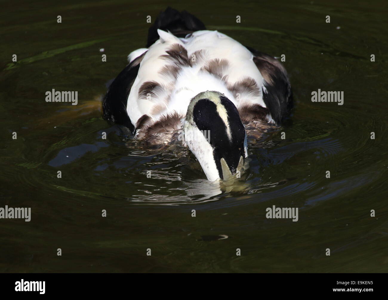 Male Common Eider duck (Somateria mollissima) swimming in a lake while foraging Stock Photo