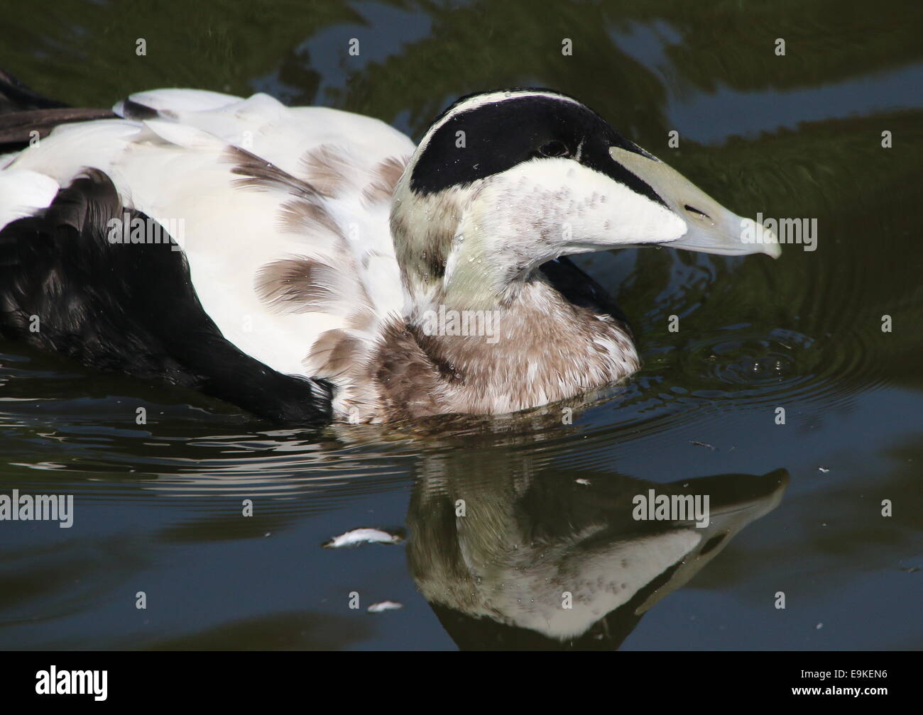 Close-up of a male Common Eider duck (Somateria mollissima) swimming in a lake, head reflected in the water Stock Photo