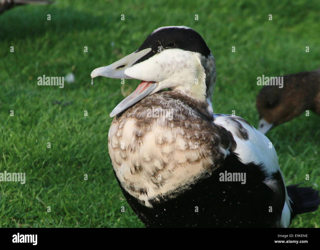 Male Common Eider duck (Somateria mollissima)  quacking loudly Stock Photo
