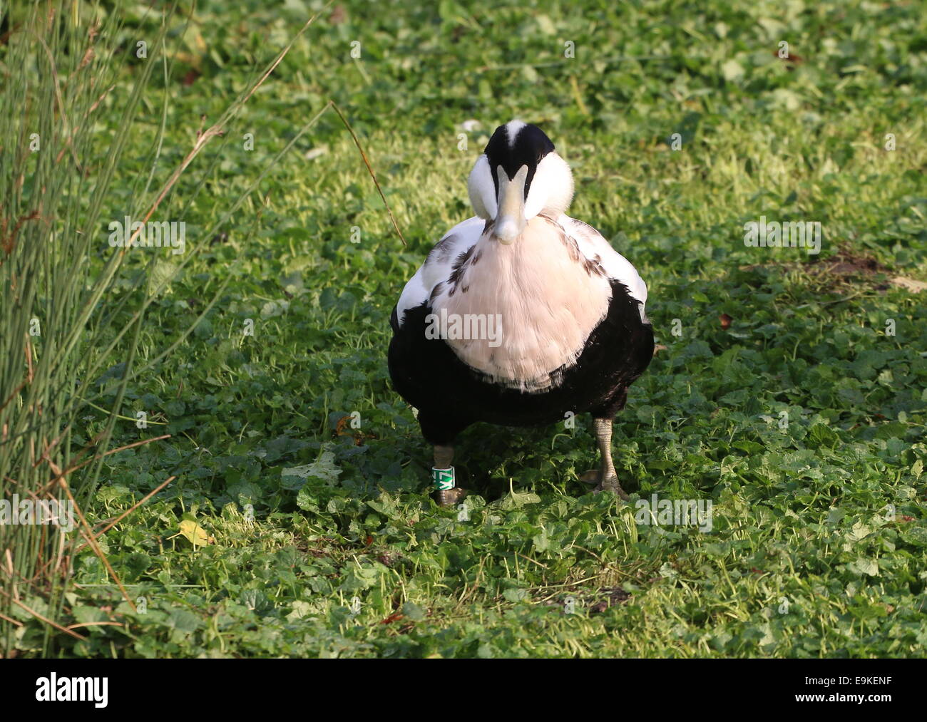 Male Common Eider duck (Somateria mollissima)  posing in grass meadow Stock Photo