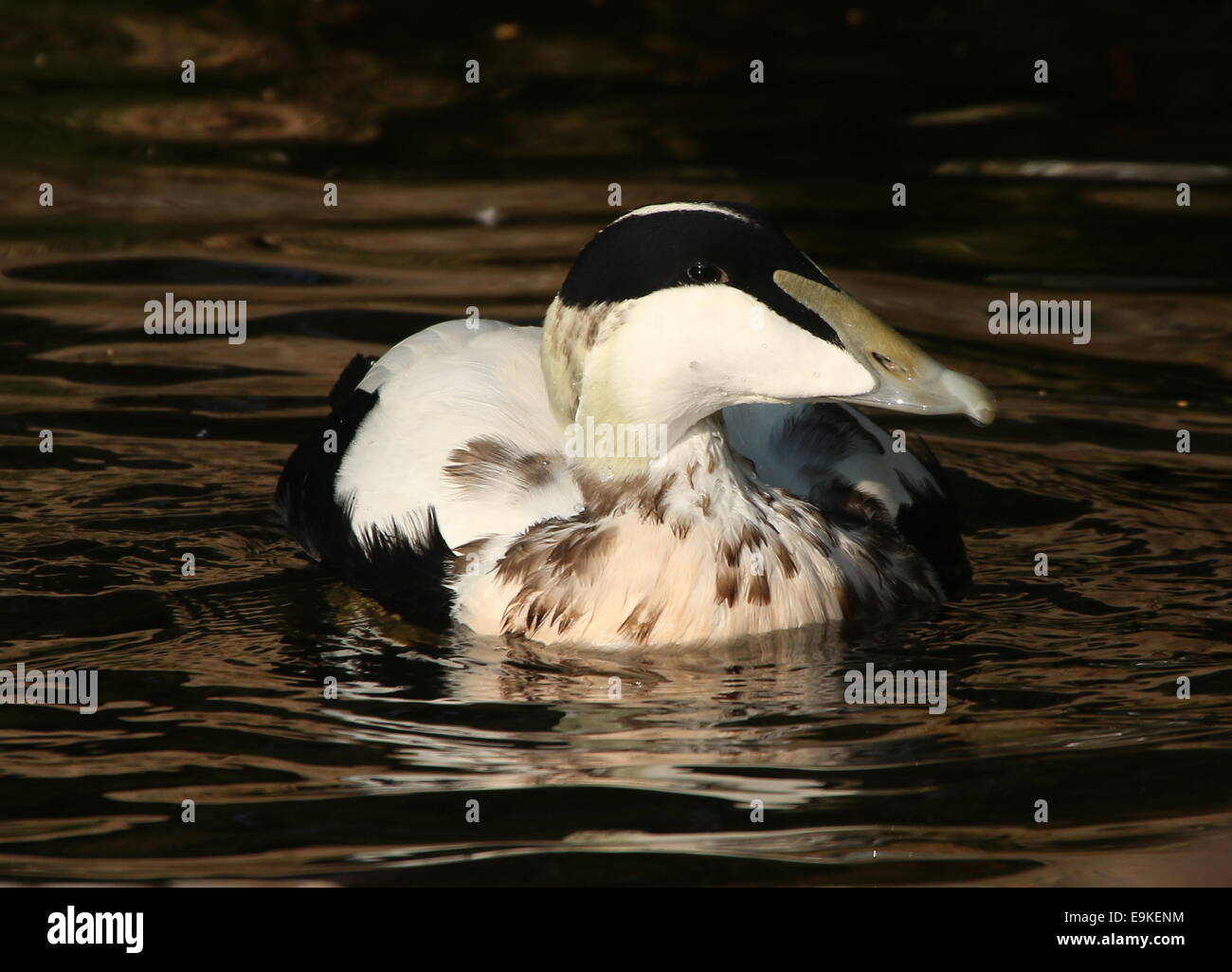 Male Common Eider duck (Somateria mollissima) swimming in a lake Stock Photo