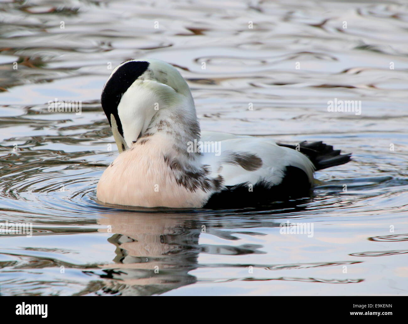 Male Common Eider duck (Somateria mollissima) swimming in a lake, preening his feathers Stock Photo
