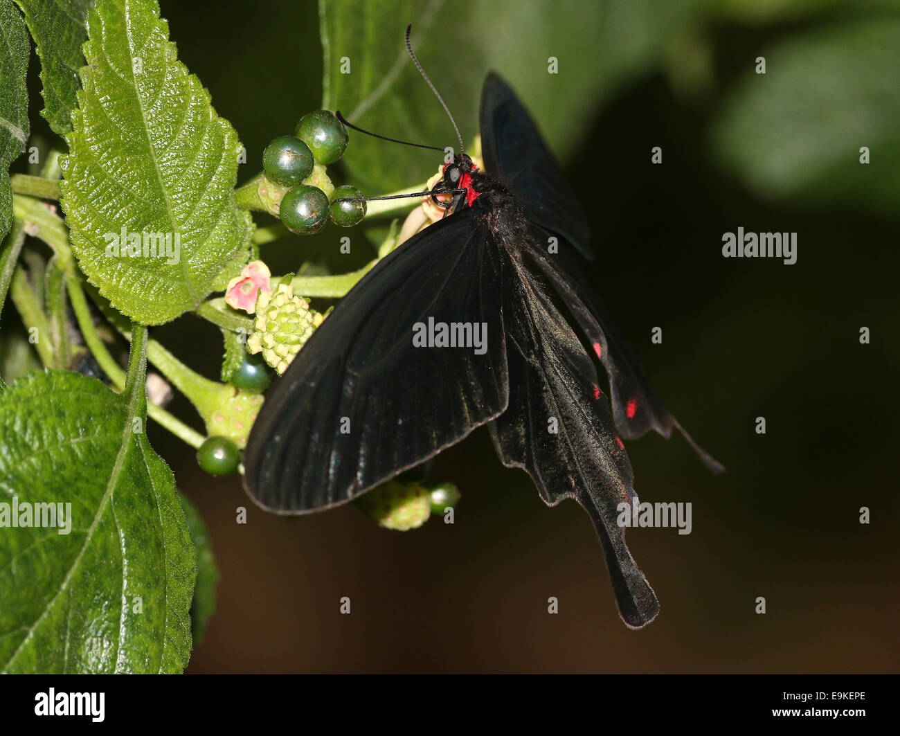 Pink Rose Swallowtail ( Pachliopta kotzebuea), native to the