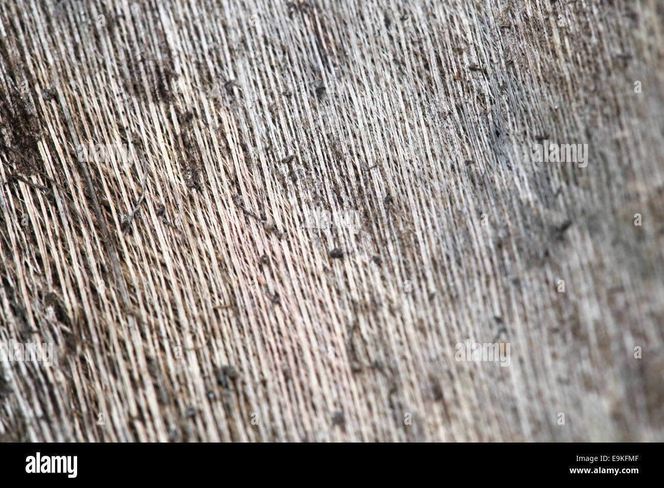 Closeup of the structure of a palm tree Stock Photo