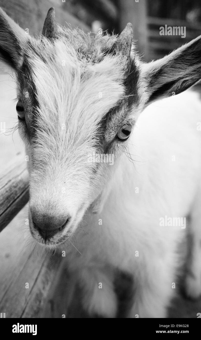 Portrait of curious goat Stock Photo