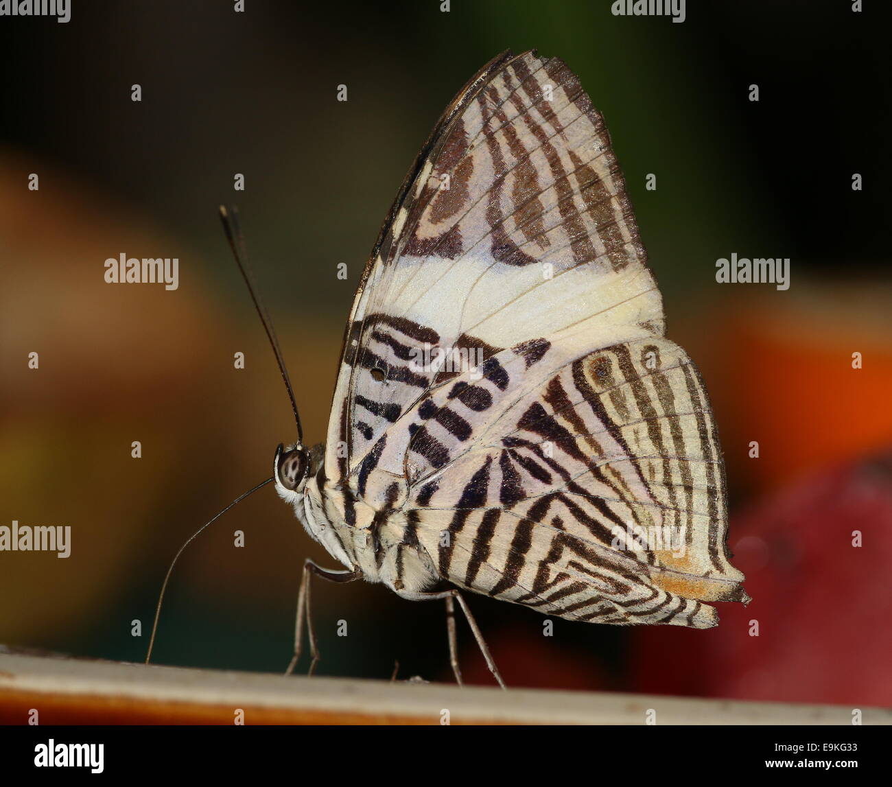 Zebra Mosaic Butterfly (Colobura dirce) a.k.a. Dirce Beauty Stock Photo