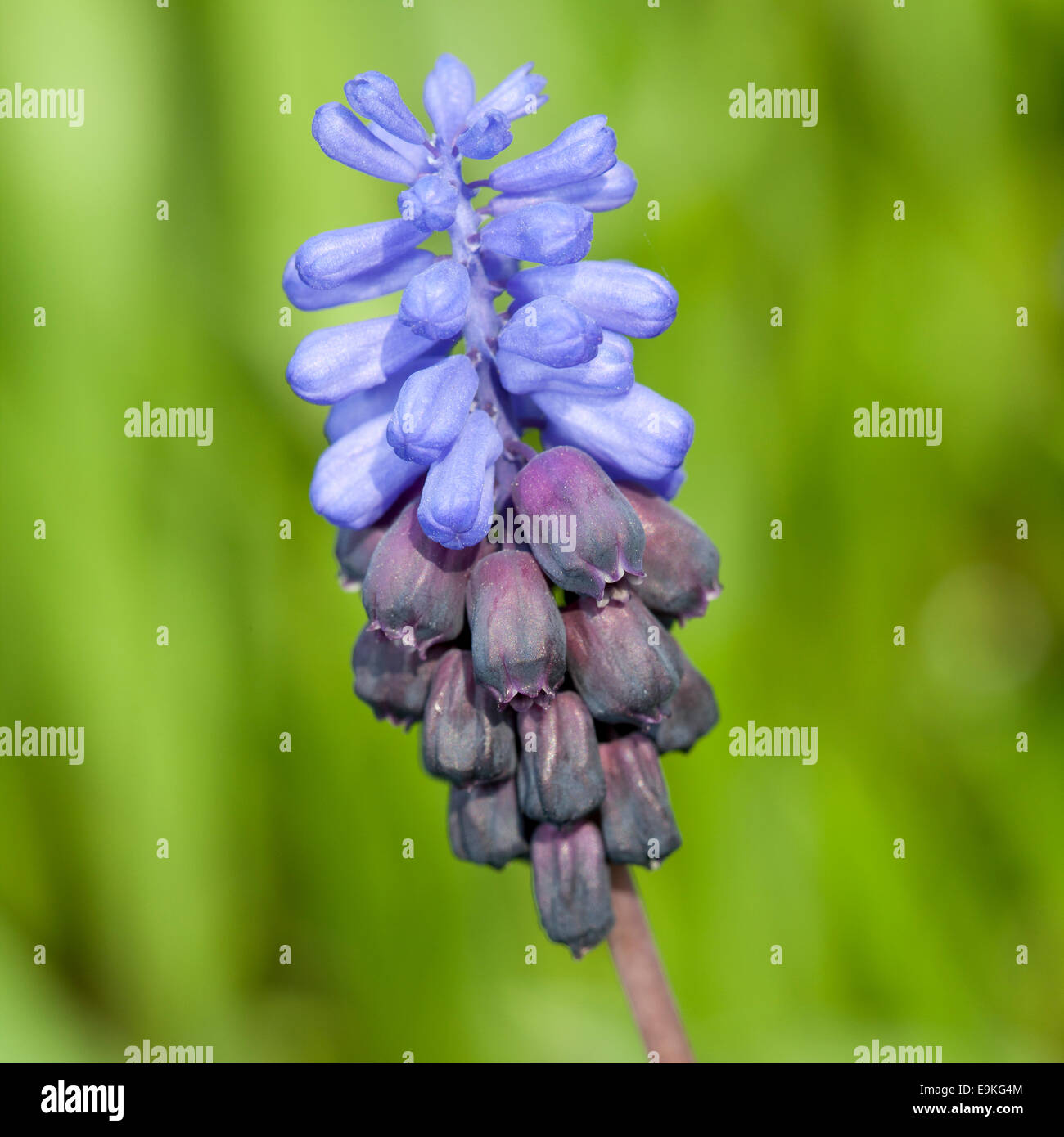 Grape Hyacinth (Muscari sp.) Stock Photo