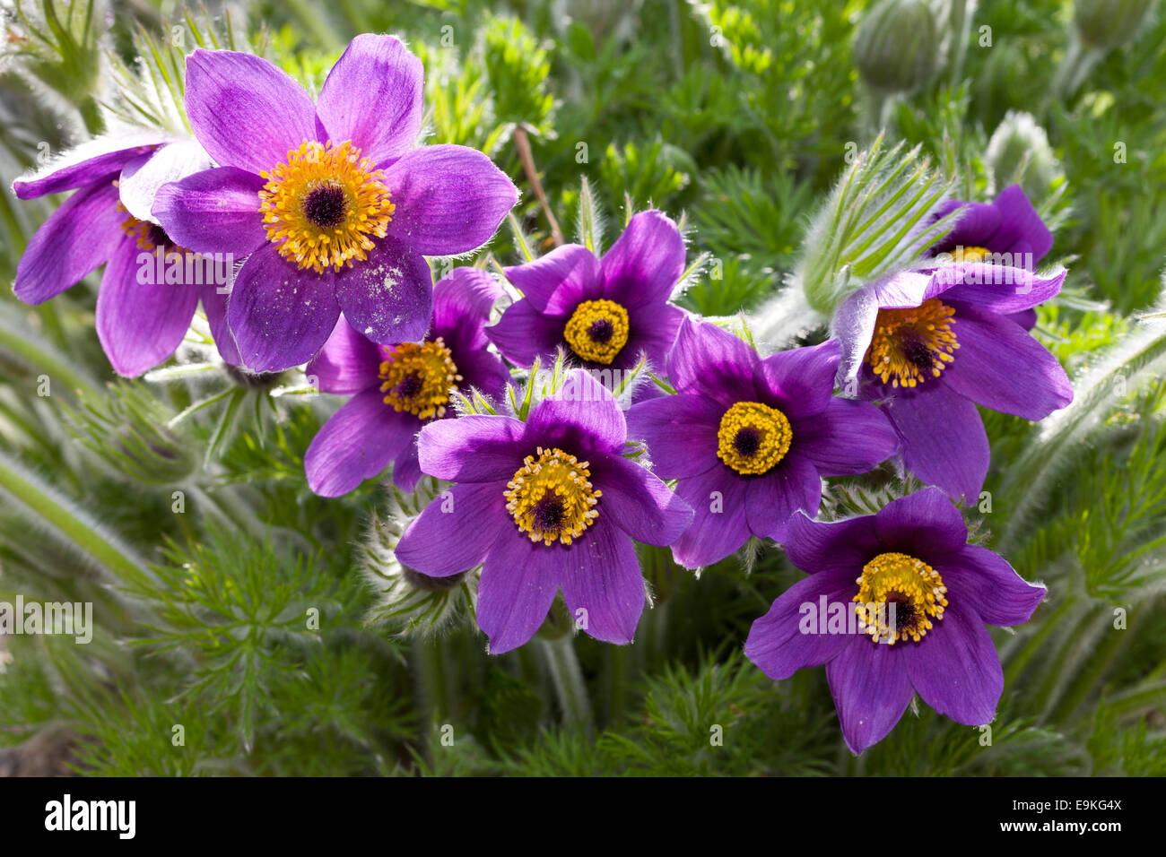 Pasque Flower, (Pulsatilla vulgaris) Stock Photo