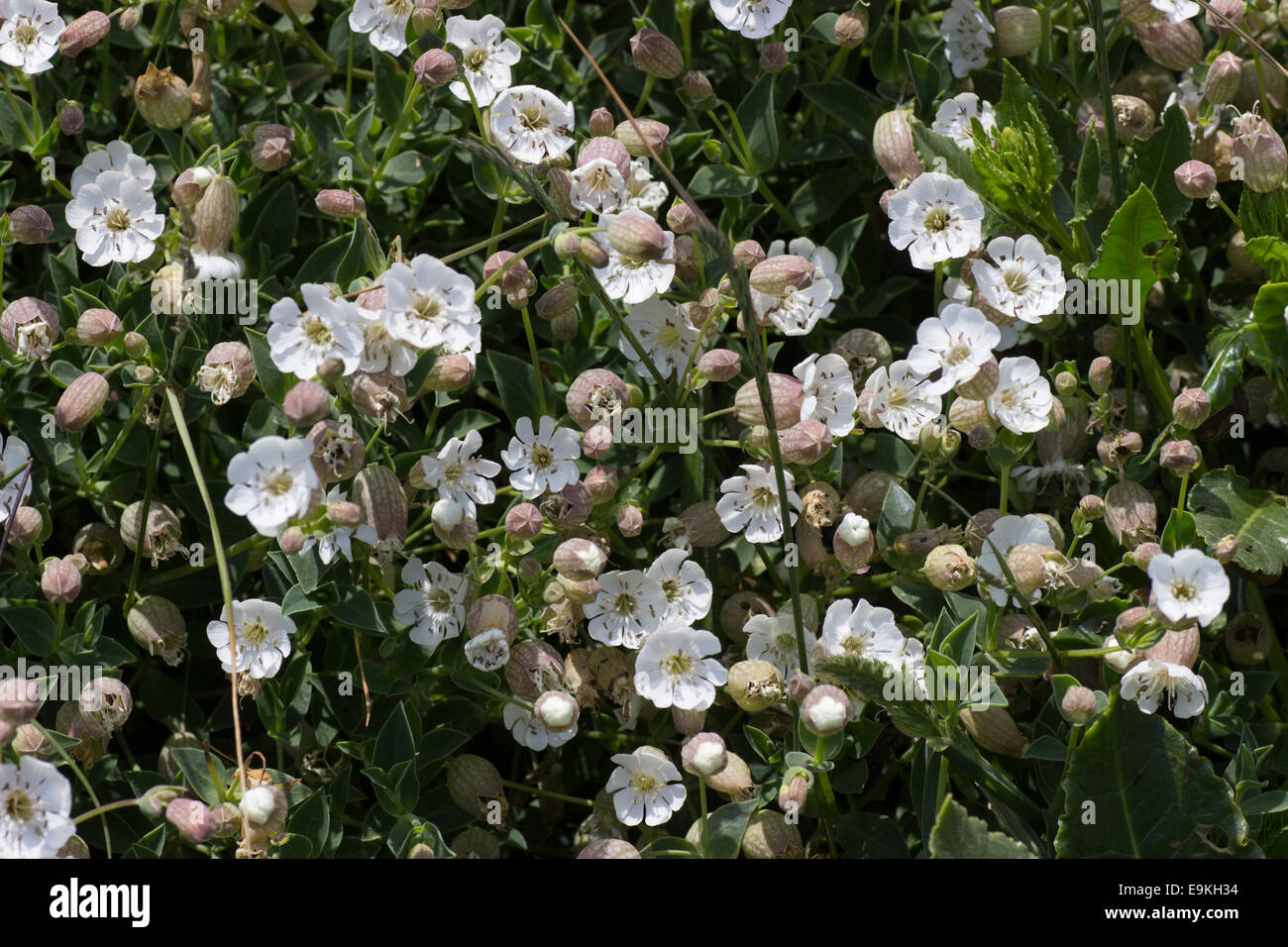 Massed summer flowers of the sea campion, Silene uniflora, at the Lizard, Cornwall Stock Photo
