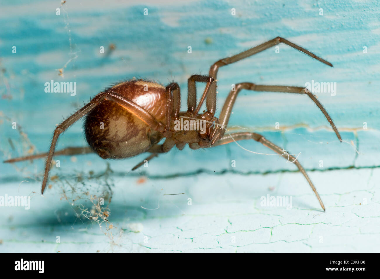 False widow spider, Steatoda grossa, on cracked old paintwork Stock Photo