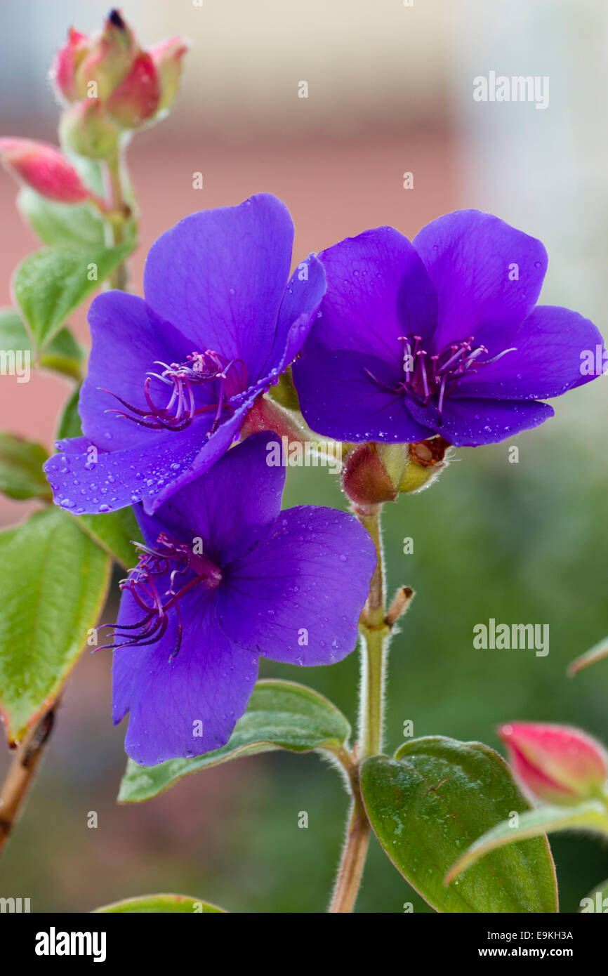 Flowers of the tender sub-tropical autumn and winter flowering glory bush, Tibouchina organensis Stock Photo