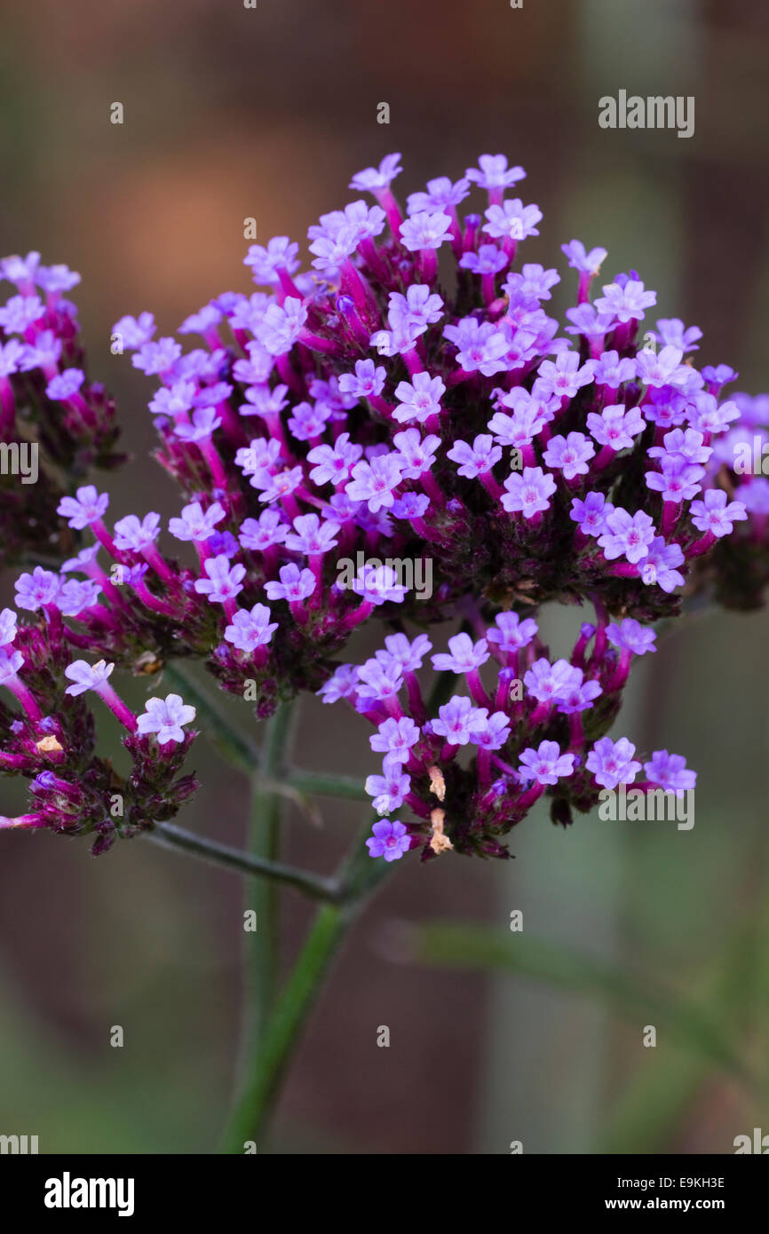 Flower head of the butterfly attracting, cottage garden plant, Verbena bonariensis Stock Photo