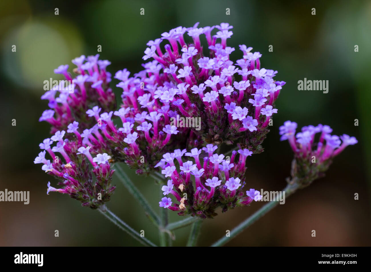 Flower head of the butterfly attracting, cottage garden plant, Verbena bonariensis Stock Photo