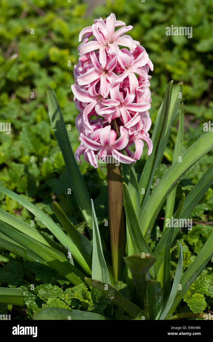 Hyacinth (Hyacinthus sp.) Stock Photo