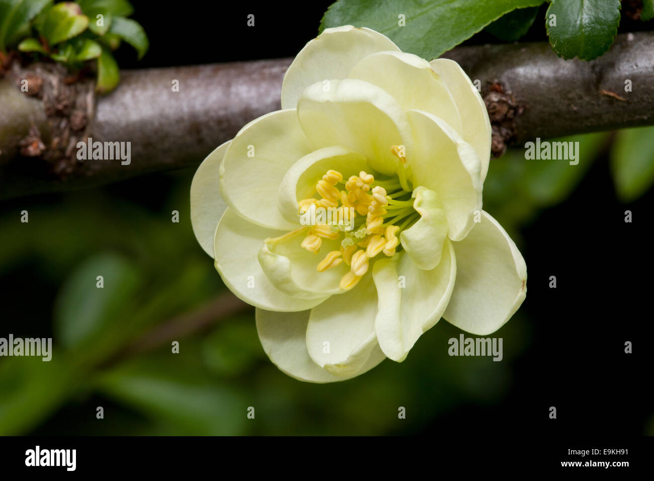 Flowering Quince (Chaenomeles x superba), flower Stock Photo